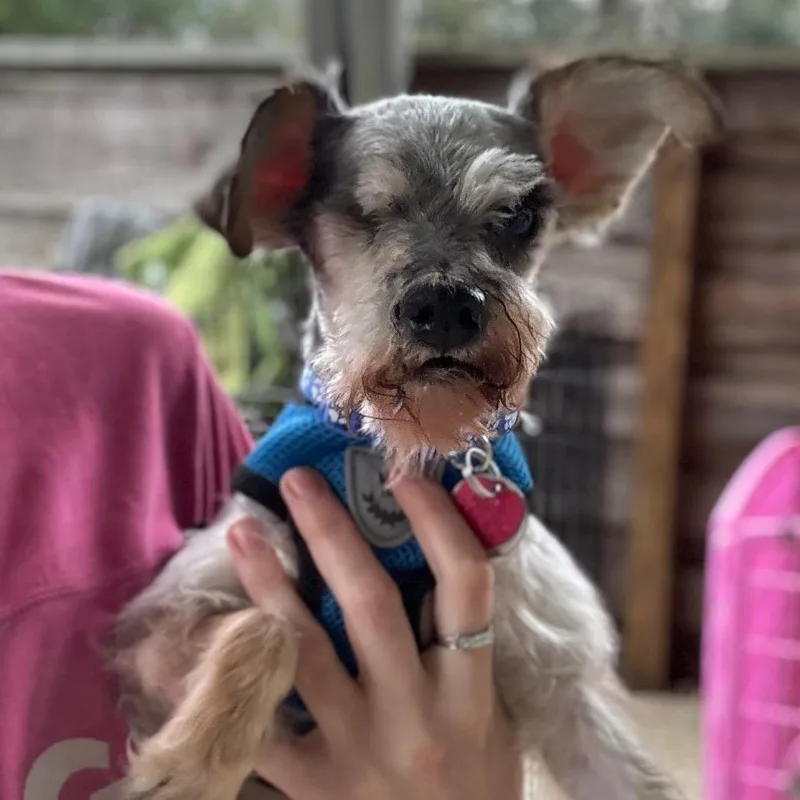 King Louie thumbnail 4