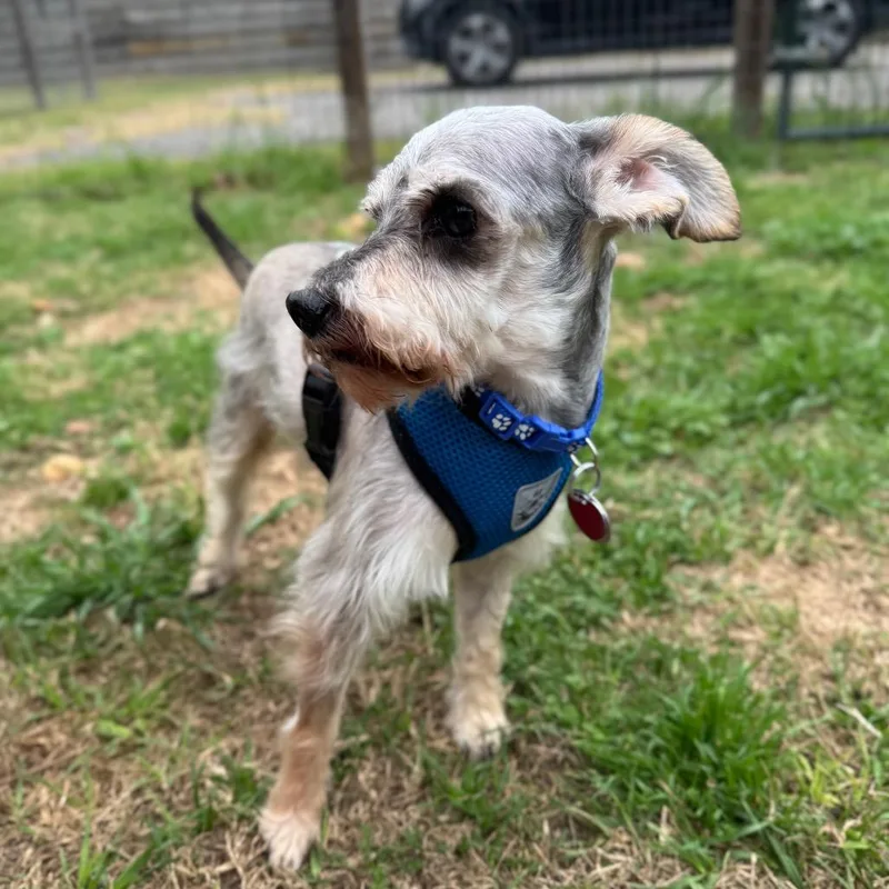 King Louie thumbnail 5