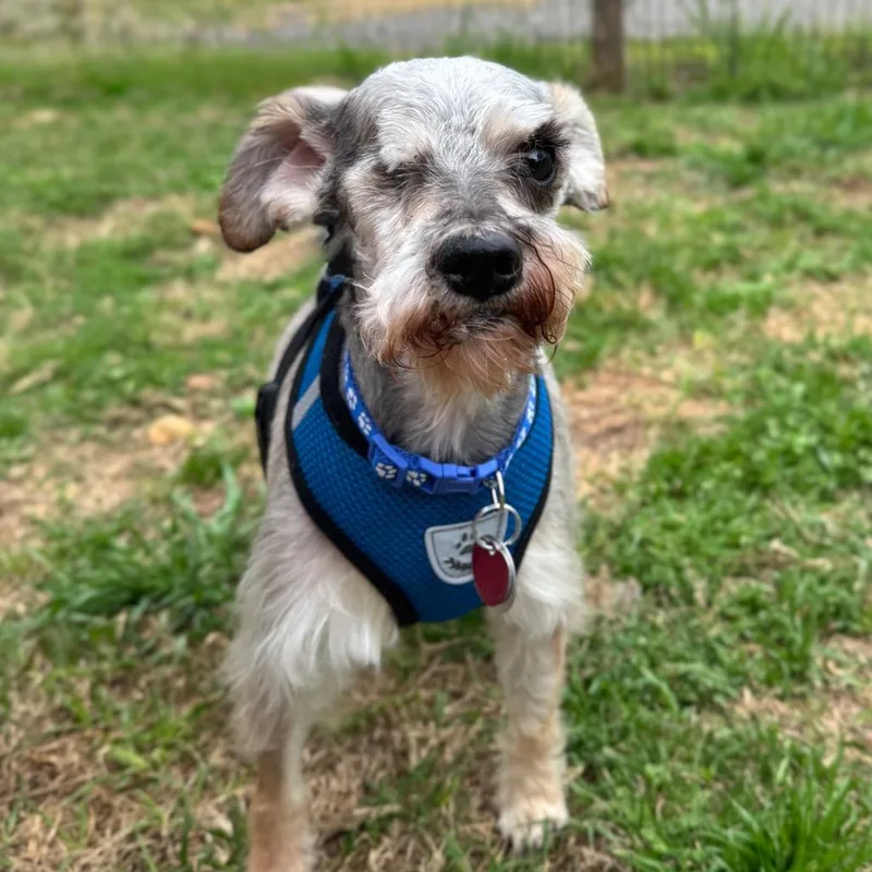 King Louie thumbnail 6