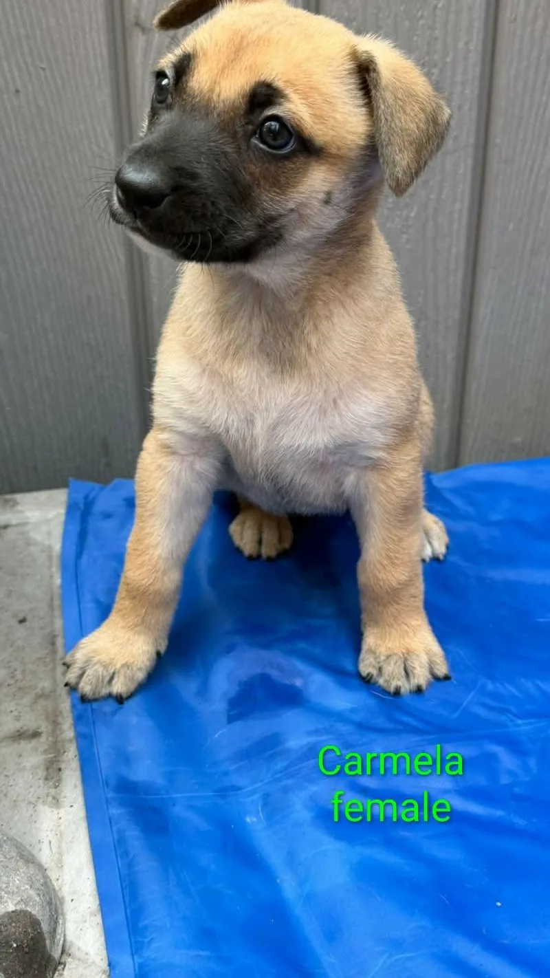 Carmela