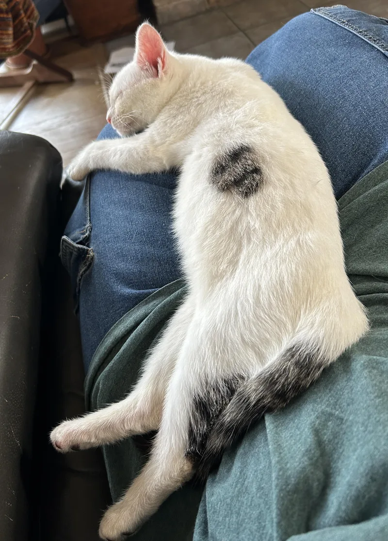 Harley Barley thumbnail 3