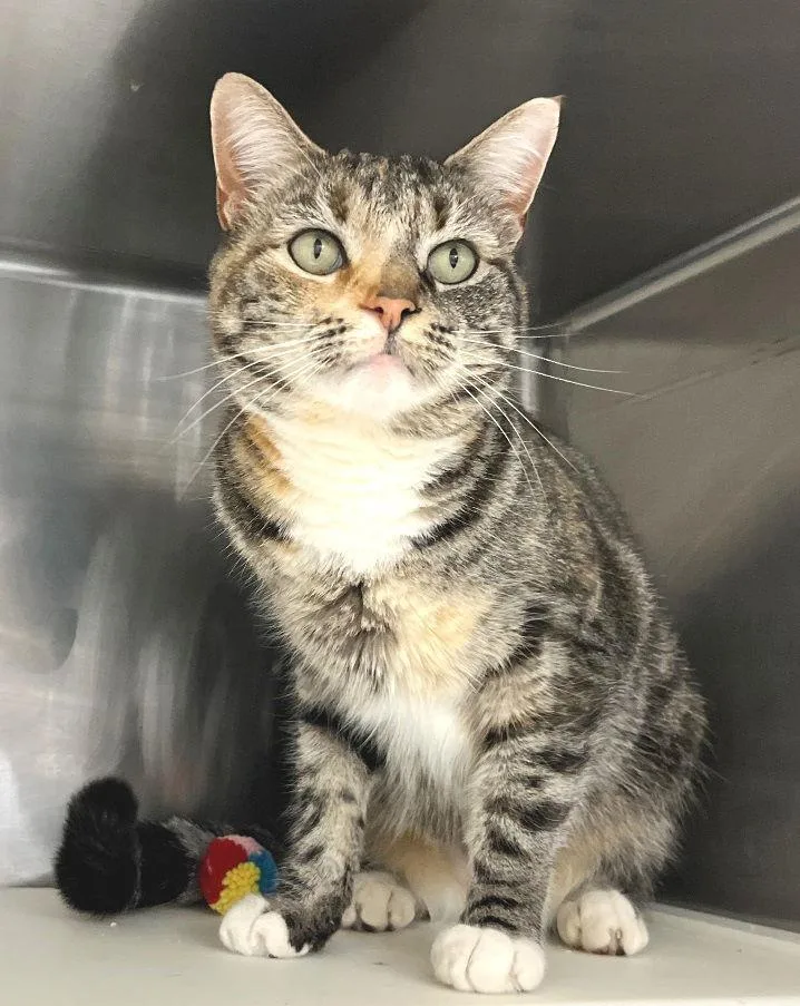 Priscilla thumbnail 2