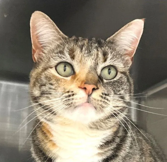 Priscilla thumbnail 3