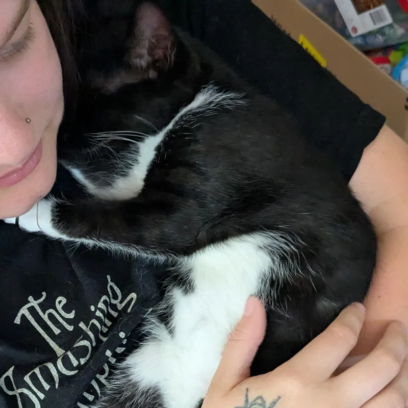 Sylvester thumbnail 2