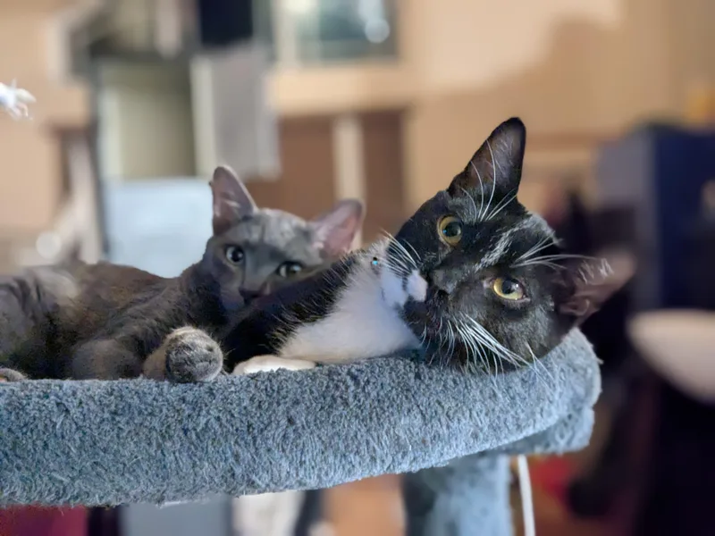 Sylvester thumbnail 3