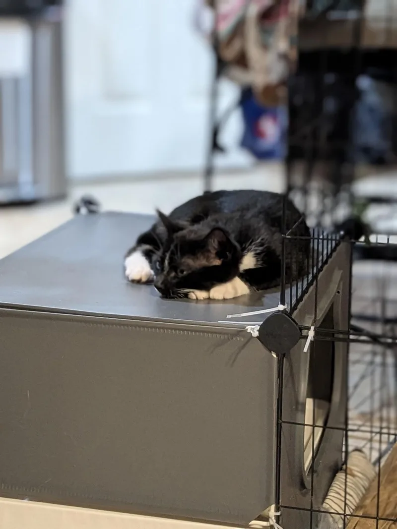 Sylvester thumbnail 4