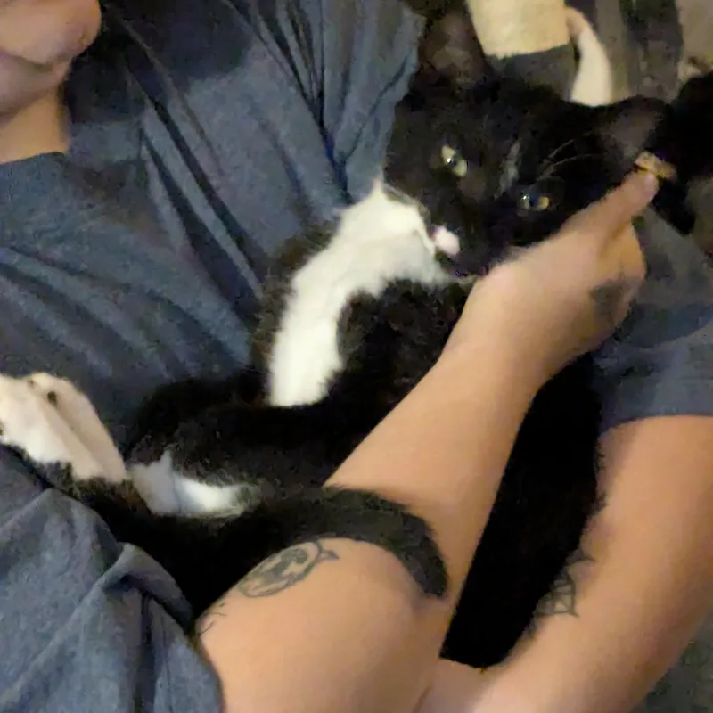 Sylvester thumbnail 5