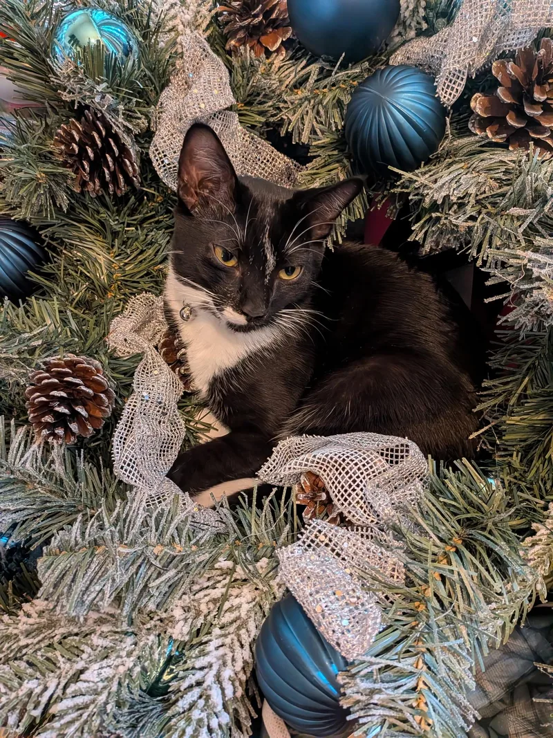 Sylvester thumbnail 6