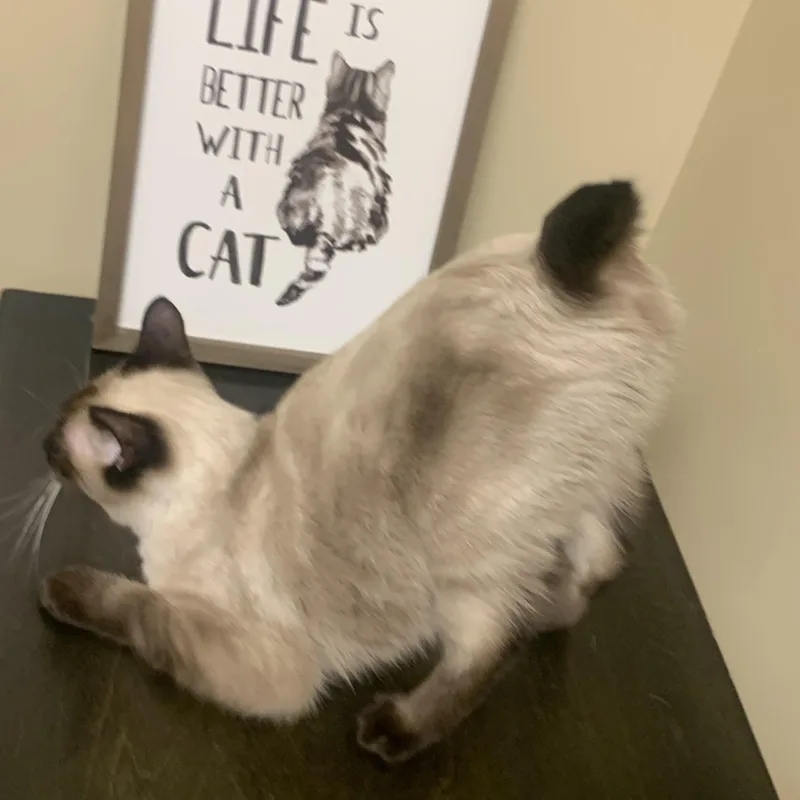 Hollywood thumbnail 3