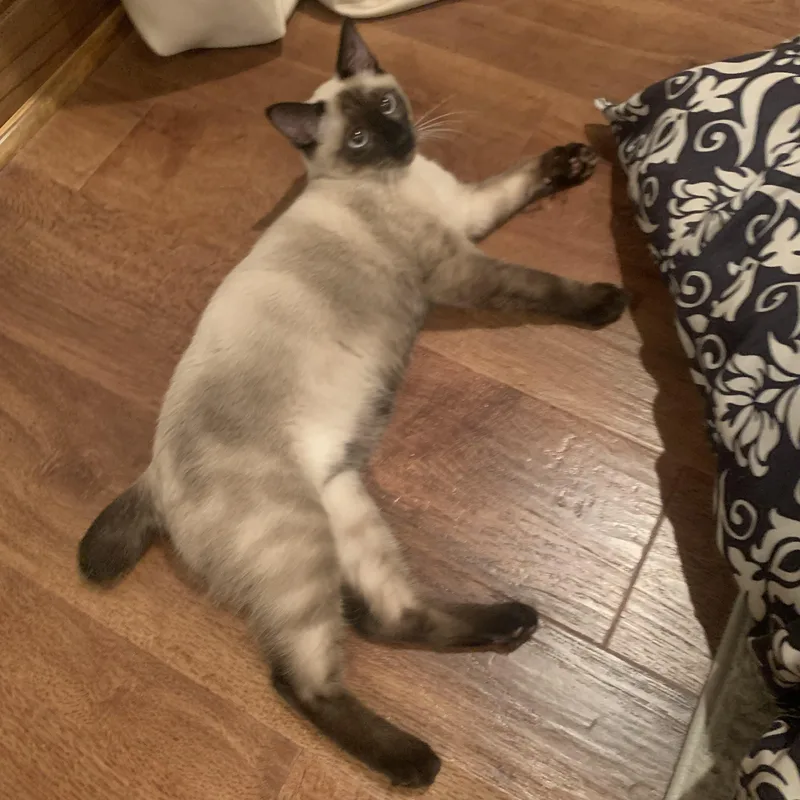 Hollywood thumbnail 4