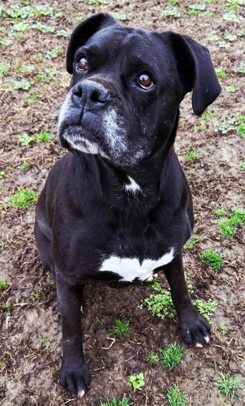 Troy Boy thumbnail 2