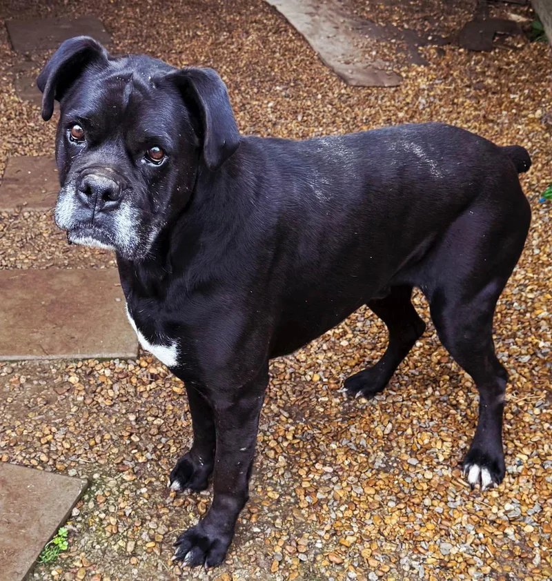 Troy Boy thumbnail 3