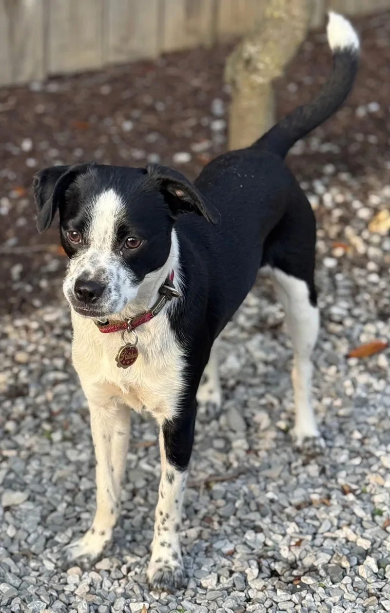 Patches  Tiny  thumbnail 2