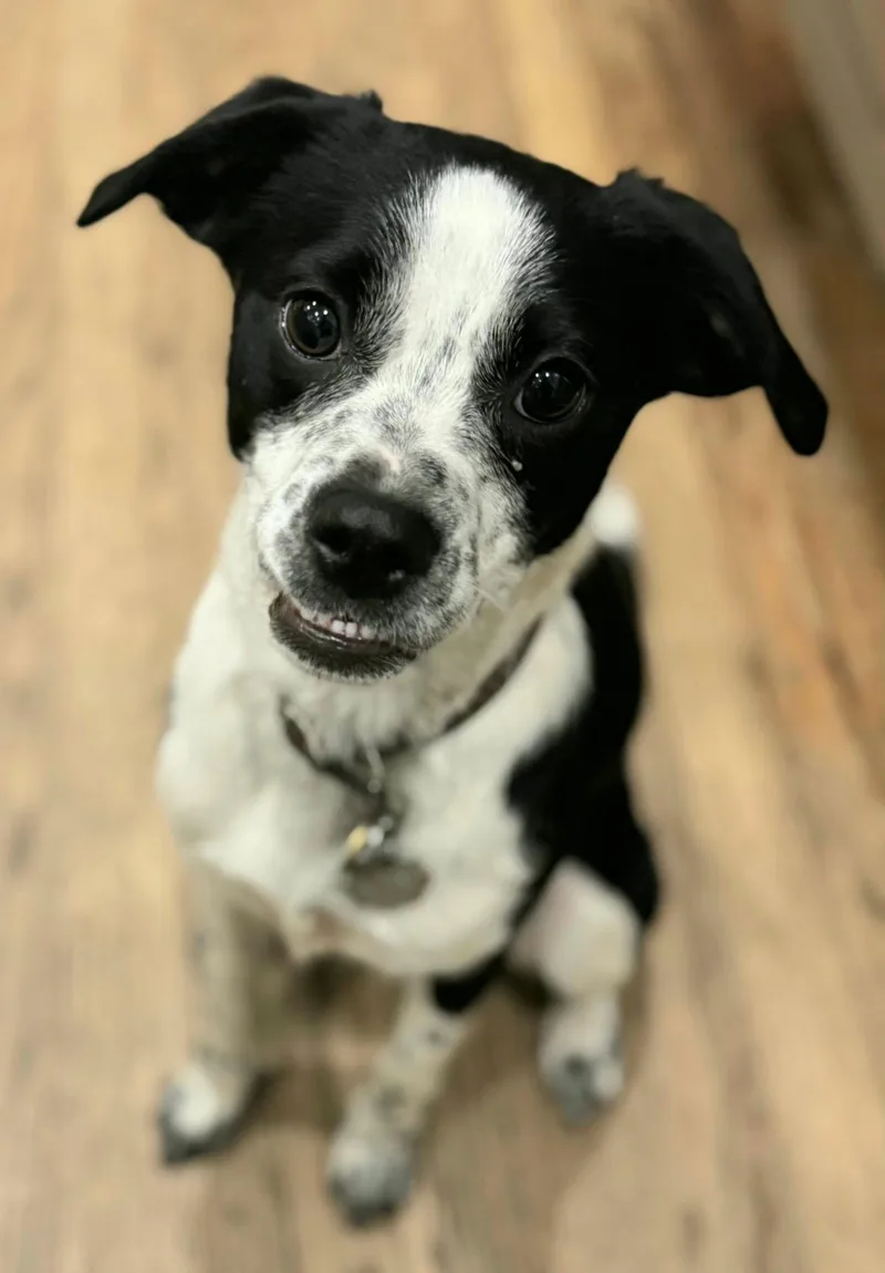 Patches  Tiny  thumbnail 3