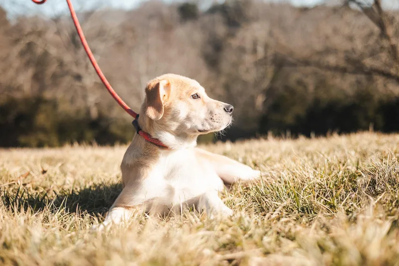 Brooks  Transport thumbnail 2