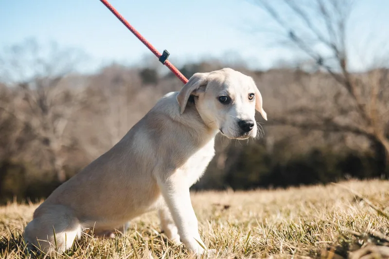 Bowie  Transport thumbnail 4