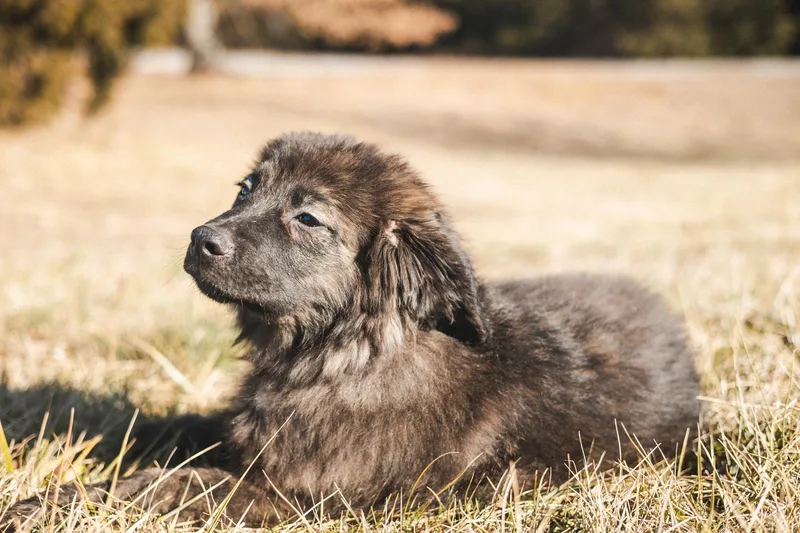 Baxter  Transport thumbnail 4