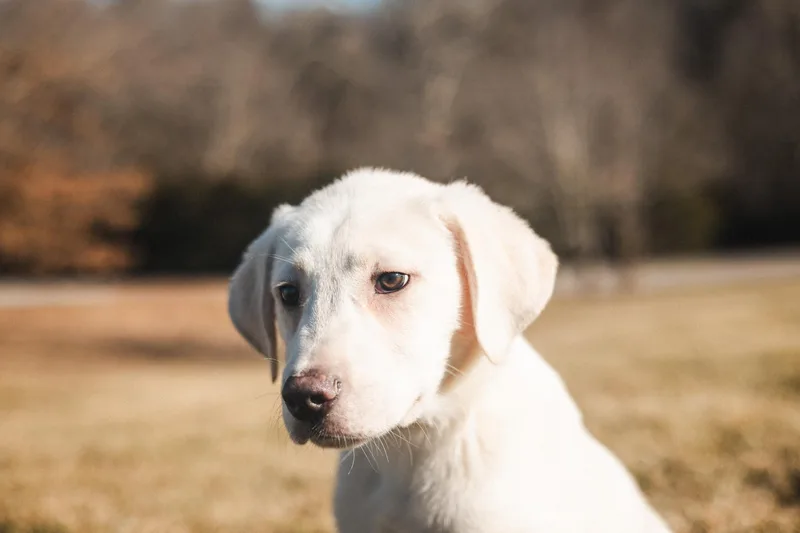 Beau  Transport thumbnail 3