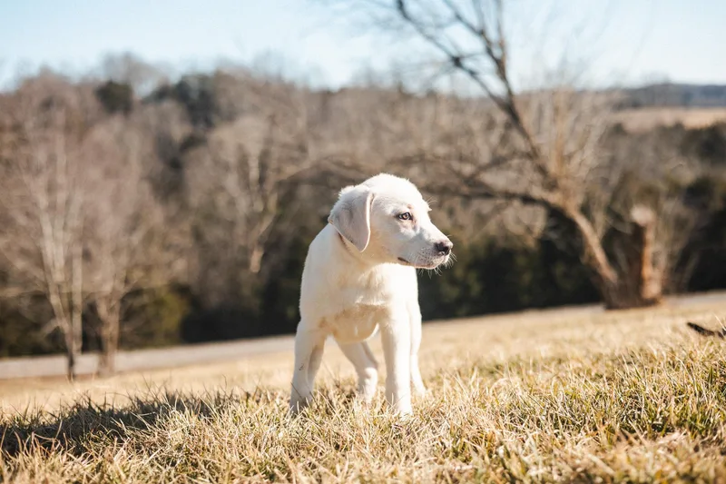 Beau  Transport thumbnail 4