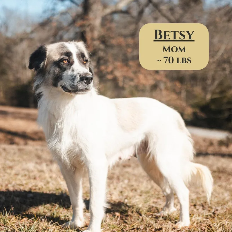 Beau  Transport thumbnail 5