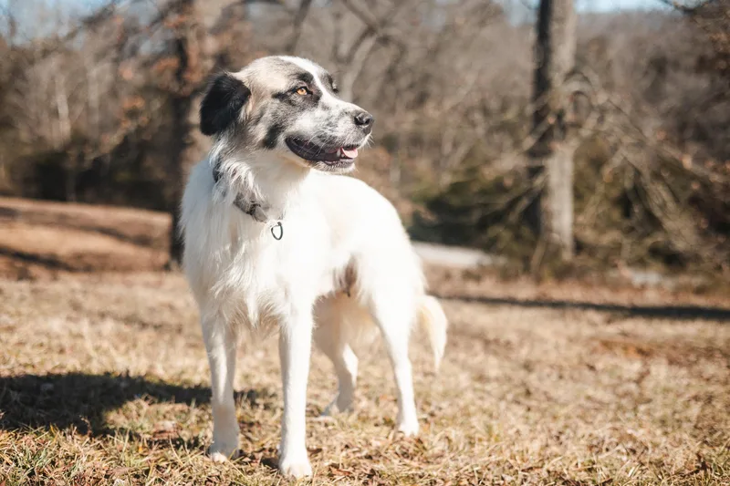 Betsy  Transport thumbnail 2