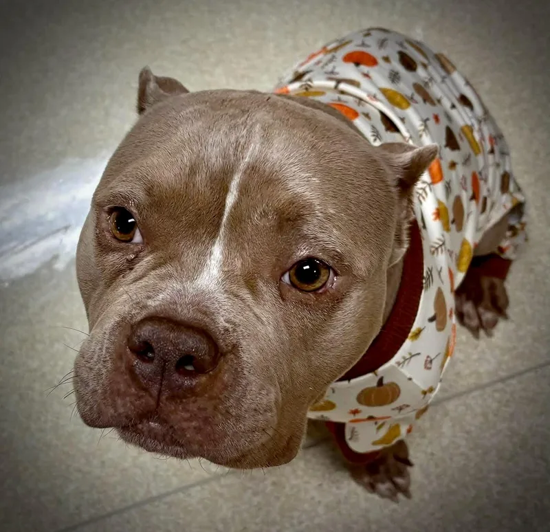 A young medium-sized female Red / Chestnut / Orange American Bully dog named Bernice for adoption in Powell, TN