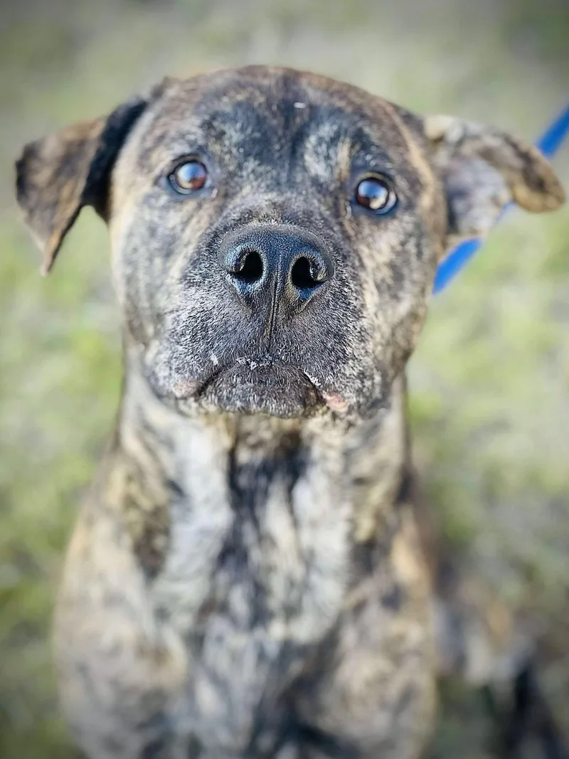 A young medium-sized male Brindle American Bully dog named Alfred for adoption in Powell, TN