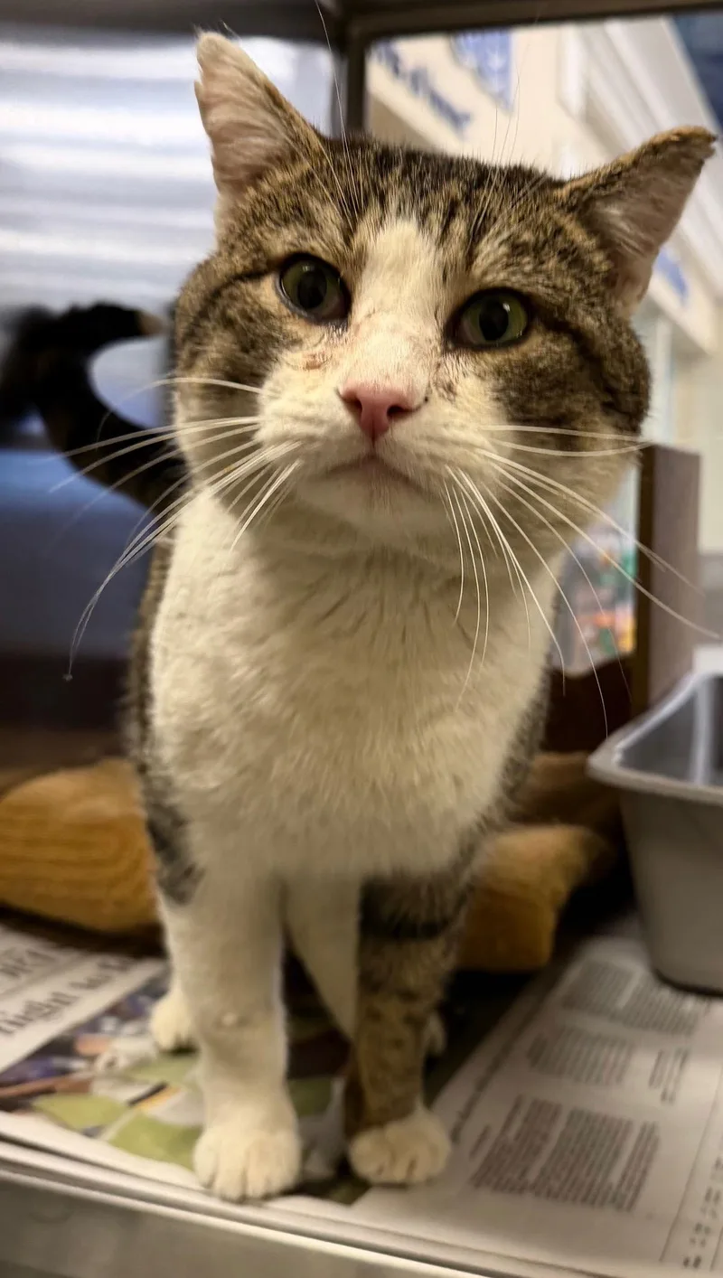 Monopoly thumbnail 3