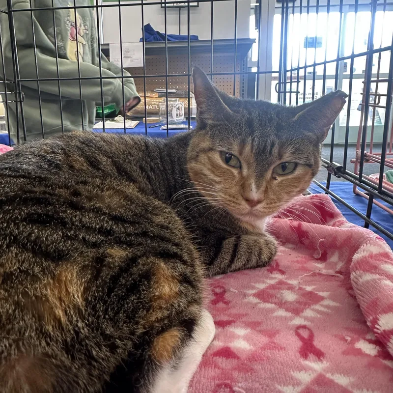 Cinnamon Toast thumbnail 2