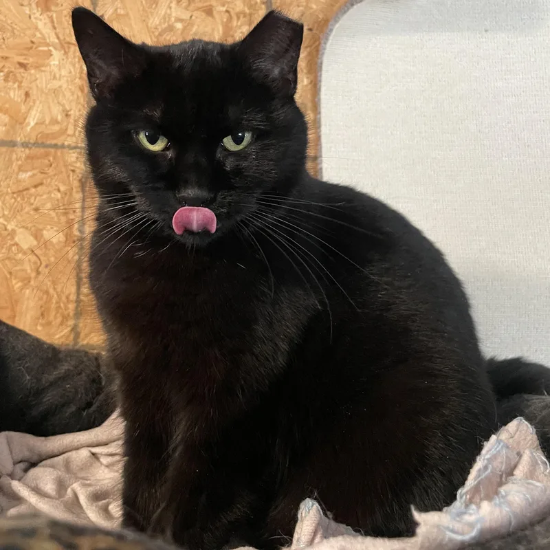 A young small-sized female Black Domestic Short Hair cat named Baby for adoption in Kent, OH