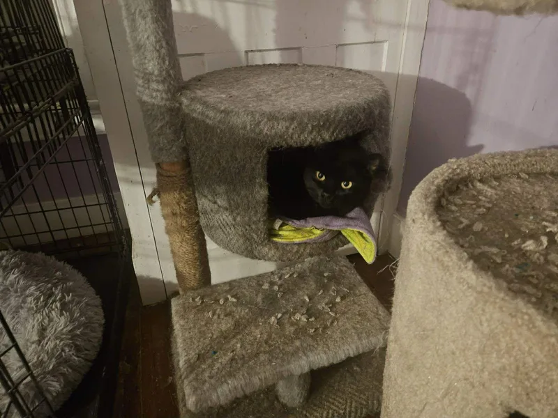 Mercedes thumbnail 2