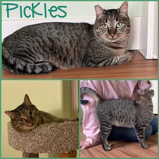 Pickles