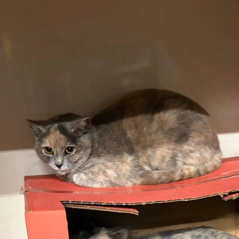 Veronica thumbnail 2