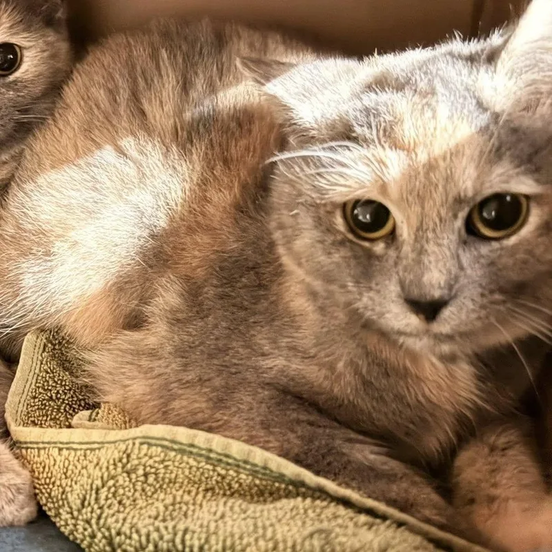 Veronica thumbnail 3