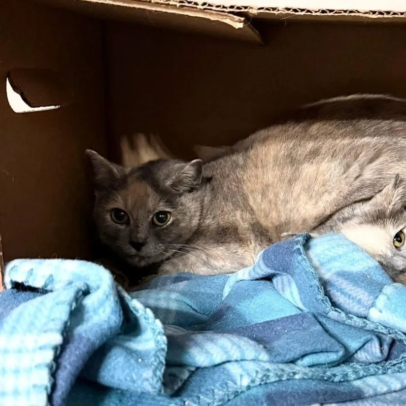 Veronica thumbnail 4