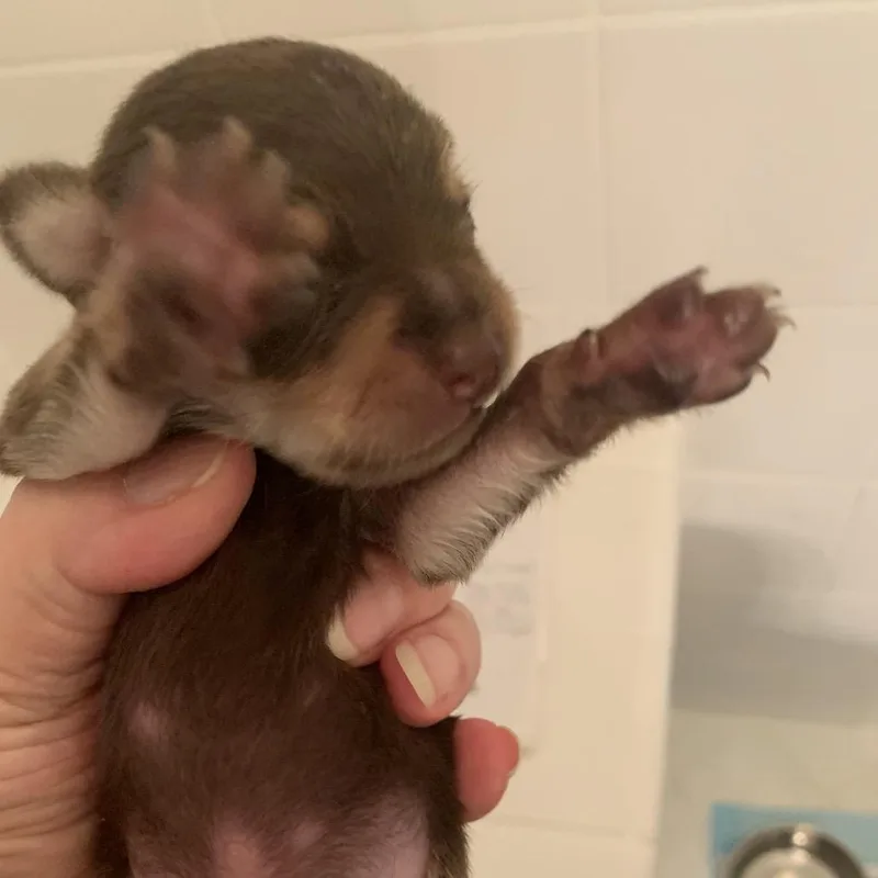 Charlie In The Box thumbnail 2