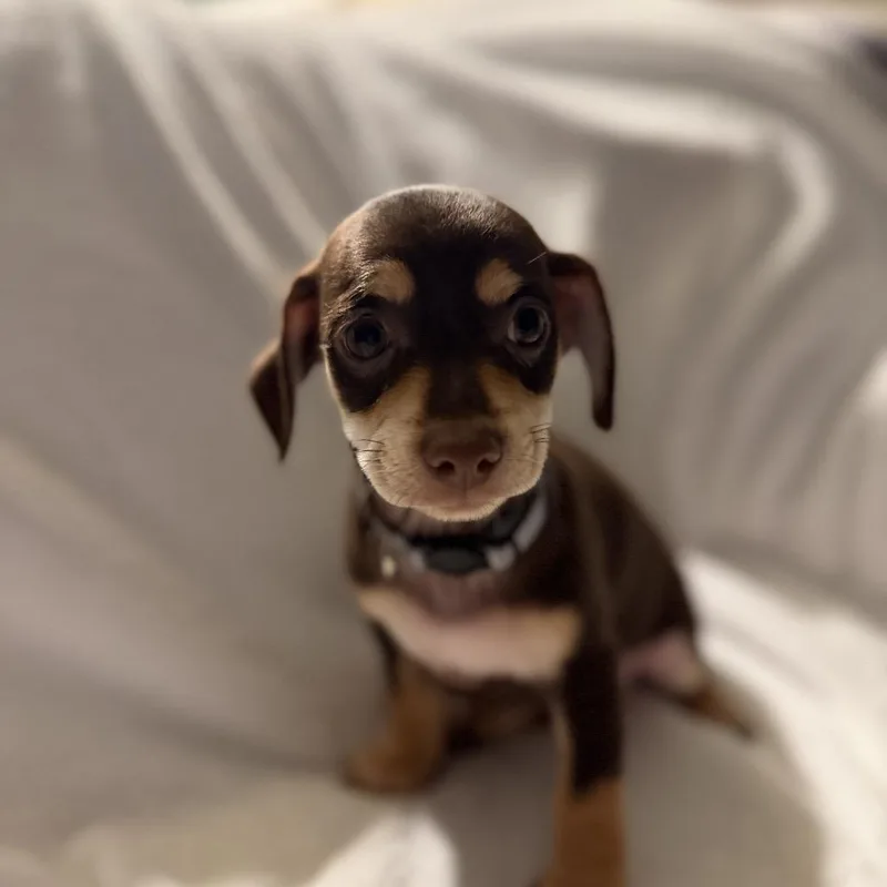 Charlie In The Box thumbnail 3