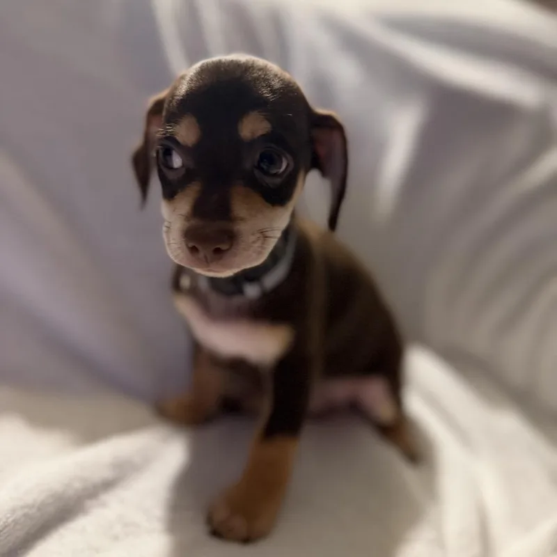 Charlie In The Box thumbnail 5