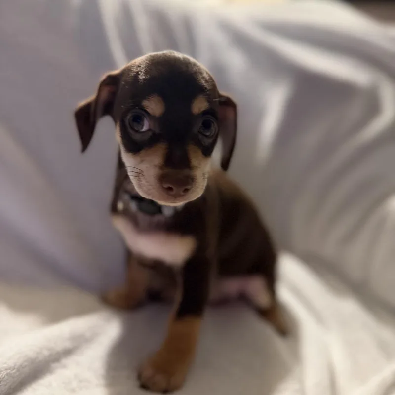 Charlie In The Box thumbnail 6