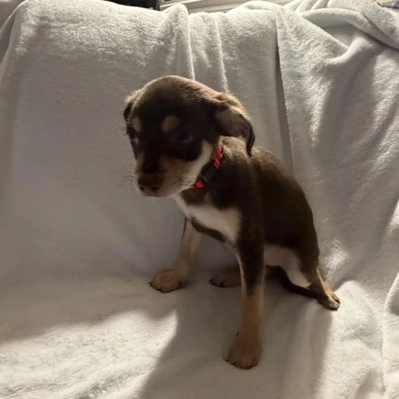 Dizzy Top thumbnail 2