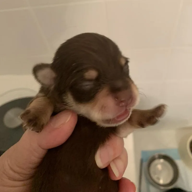 Dizzy Top thumbnail 3