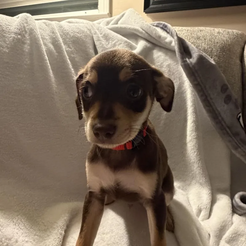 Dizzy Top thumbnail 4