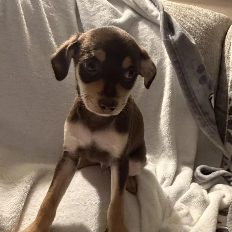 Dizzy Top thumbnail 5