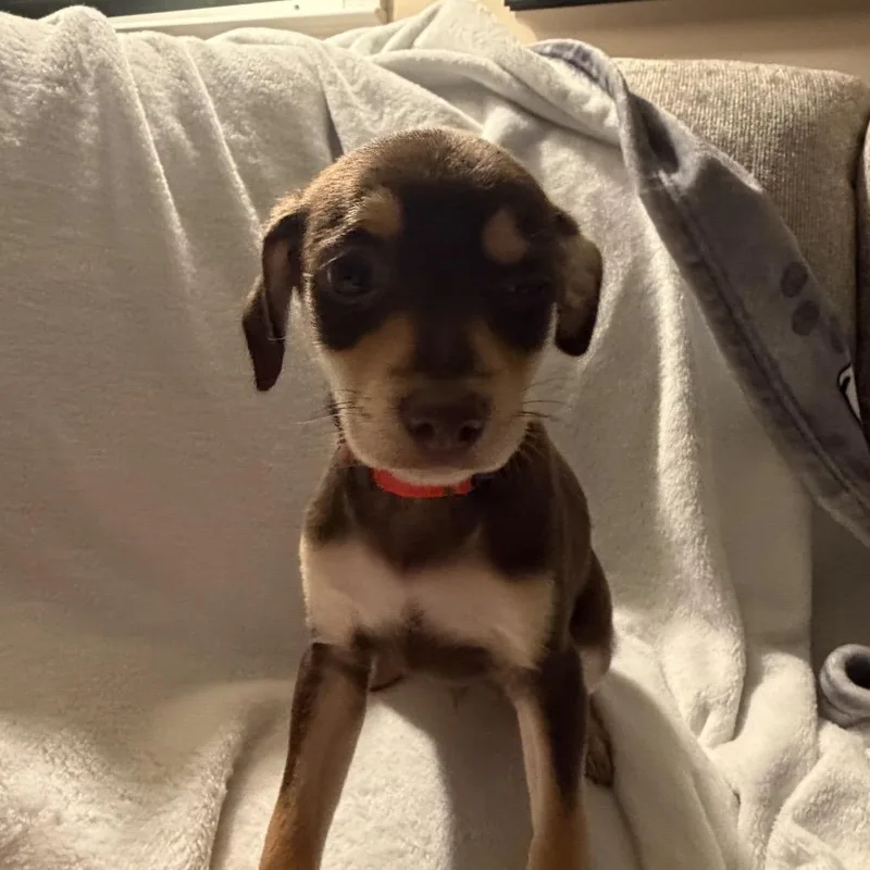 Dizzy Top thumbnail 6