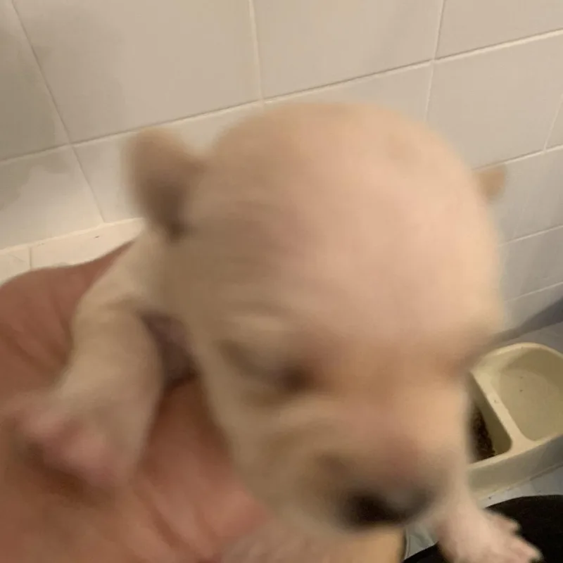 Peggy The Piggy Bank