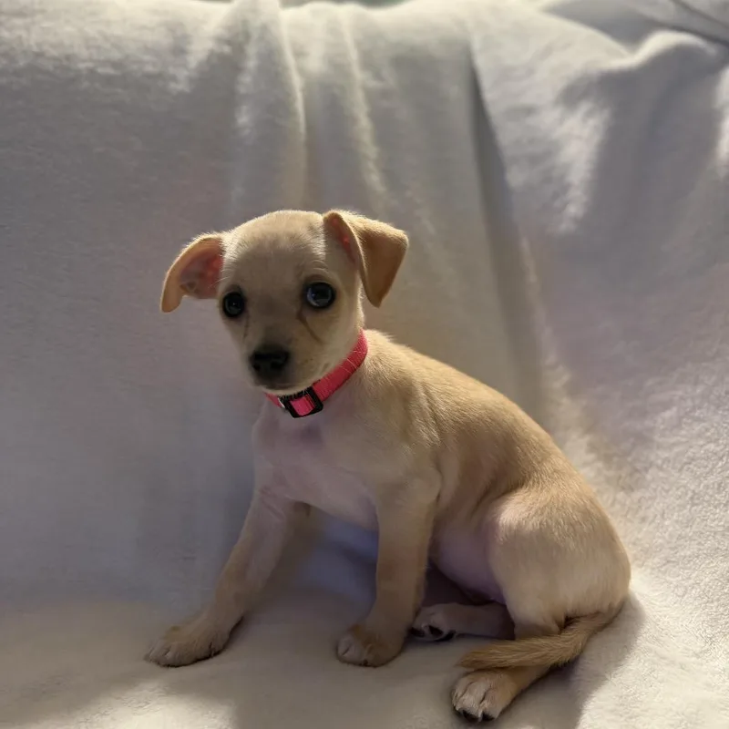 Peggy The Piggy Bank thumbnail 2