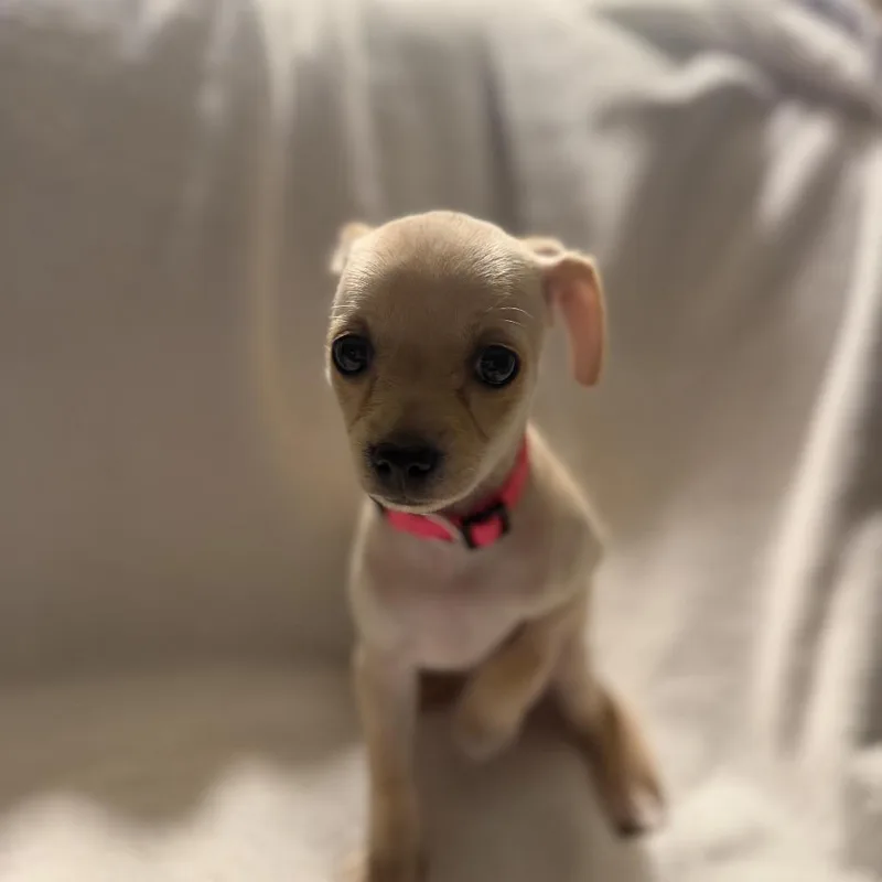 Peggy The Piggy Bank thumbnail 3