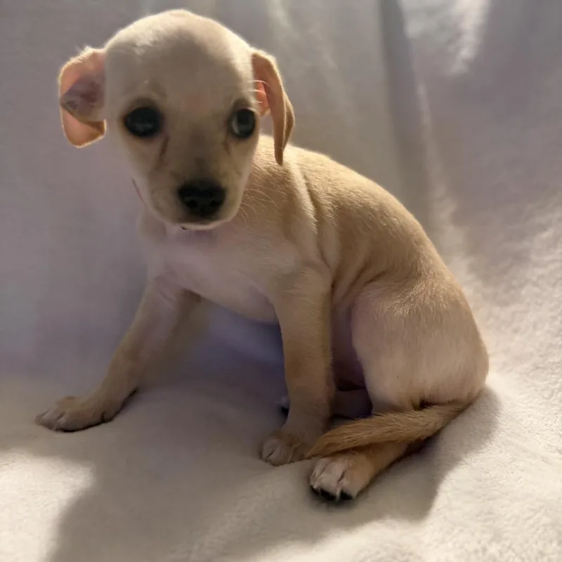 Peggy The Piggy Bank thumbnail 4