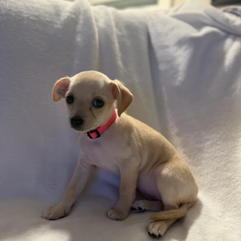 Peggy The Piggy Bank thumbnail 5