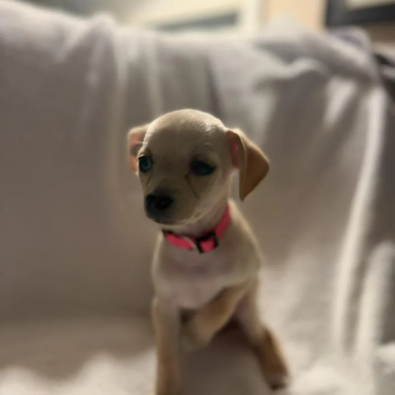 Peggy The Piggy Bank thumbnail 6